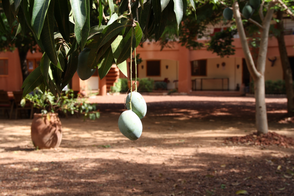 Mangos